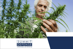 cultivation-of-marijuana-pleasanton-drug-crime